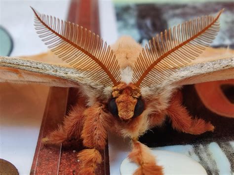 gosh you're so pretty hermit moth|Facebook.